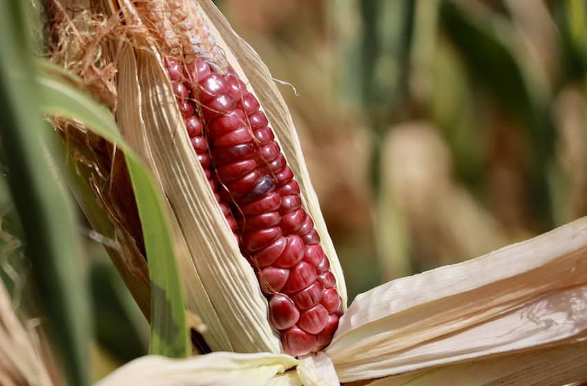 Mujeres agricultoras en Oaxaca y Guerrero enfrentan una sequía devastadora